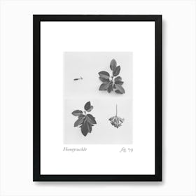 Honeysuckle Botanical Collage 1 Art Print