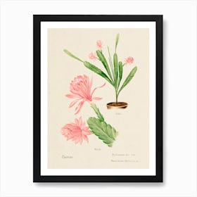 German Empress Cactus, Familie Der Cacteen Art Print