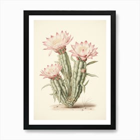 Vintage Cactus Illustration Chamaecereus Silvestrii 2 Art Print