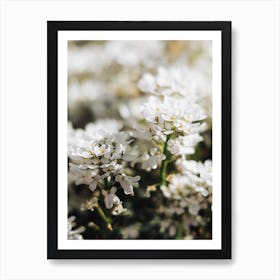 White Flowers Art Print