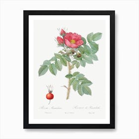 Kamtschatka Rose, Pierre Joseph Redoute Art Print