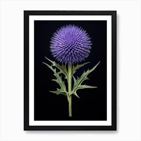 Echinops Vintage Botanical Herbs 0 Art Print