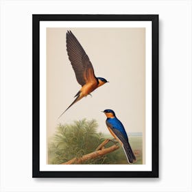 Barn Swallow 2 James Audubon Vintage Style Bird Art Print