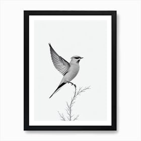 Cedar Waxwing B&W Pencil Drawing 3 Bird Art Print