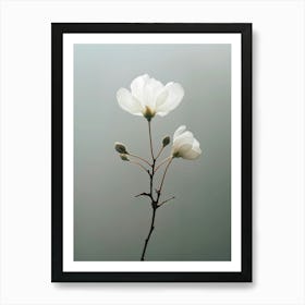 Two White Flowers Art Print