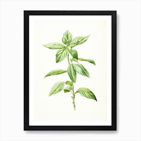 Basil Vintage Botanical Herbs 0 Art Print