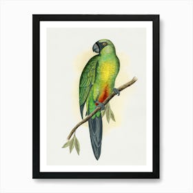 Parrot 11 Art Print