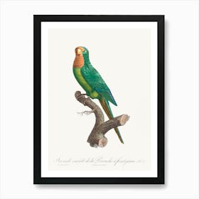The Brown Throated Parakeet From Natural History Of Parrots, Francois Levaillant Art Print