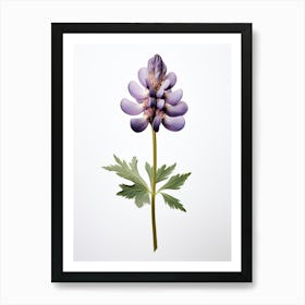 Pressed Wildflower Botanical Art Lupine 2 Art Print