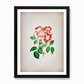 Vintage Rose Clare Flower Botanical on Parchment n.0944 Art Print