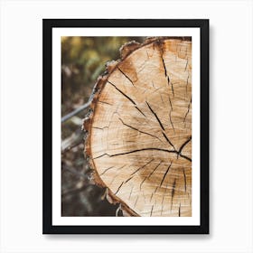 Wood Log Rings Affiche