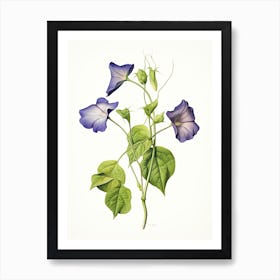 Morning Glories Flower Vintage Botanical 2 Art Print