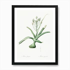 Slime Lily Illustration From Les Liliacées (1805), Pierre Joseph Redoute Art Print