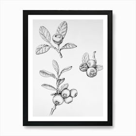 Blueberry Art Print