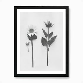 Sunflower Flower Photo Collage 3 Art Print