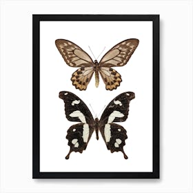 Two Butterflies 4 Art Print