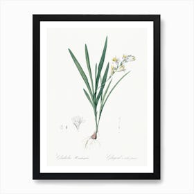 Gladiolus Xanthospilus Illustration From Les Liliacées (1805), Pierre Joseph Redoute Art Print