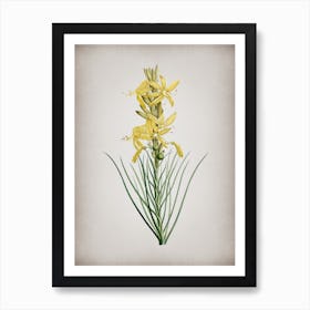 Vintage Yellow Asphodel Botanical on Parchment Art Print