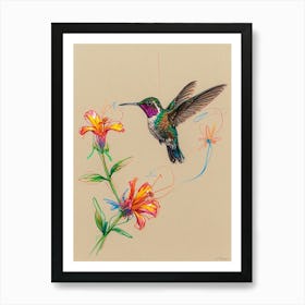 Hummingbird 14 Art Print