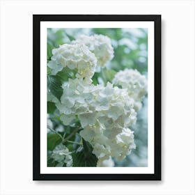 White Hydrangeas Art Print