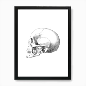 Skull Art Print