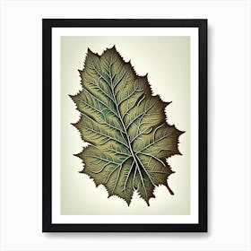 Elm Leaf Vintage Botanical 1 Art Print