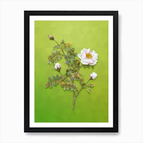 Vintage White Burnet Roses Botanical Art on Love Bird Green n.1043 Art Print