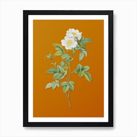 Vintage White Anjou Roses Botanical on Sunset Orange n.0693 Art Print