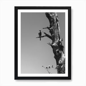 Black and White Falcon Art Print