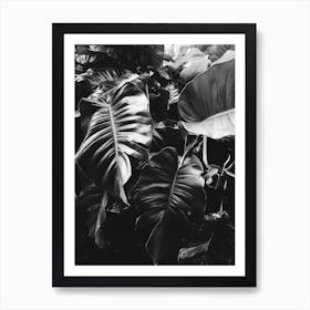 Black And White Leaves 6 Art Print