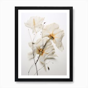 Pressed Flower Botanical Art Moonflower 1 Art Print