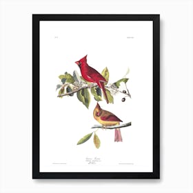 Cardinal Grosbeak Art Print