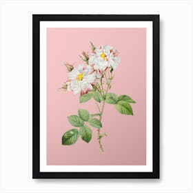 Vintage White Damask Rose Botanical on Soft Pink n.0756 Art Print