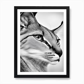 Close up of Black And White Caracal Art Print