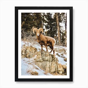 Bighorn Sheep In Winter Art Print