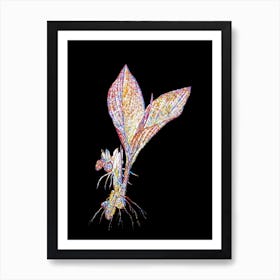 Stained Glass Koemferia Longa Mosaic Botanical Illustration on Black n.0077 Art Print