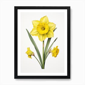 Daffodils Flower Vintage Botanical 3 Art Print