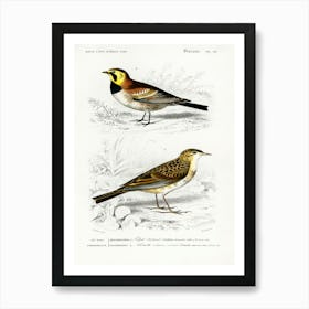 Different Types Of Birds, Charles Dessalines D'Orbigny 6 Art Print