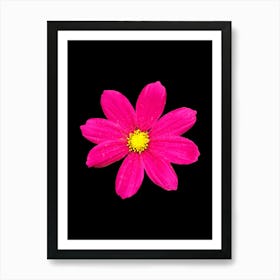 Pink Flower Isolated On Black Background Art Print