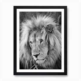 Lion Male Art Print