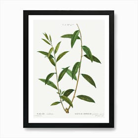 Golden Willow, Pierre Joseph Redoute Art Print