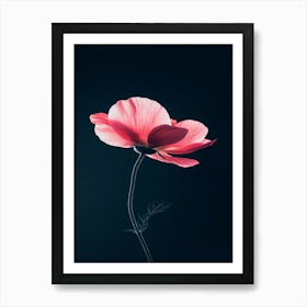 Pink Poppy Art Print