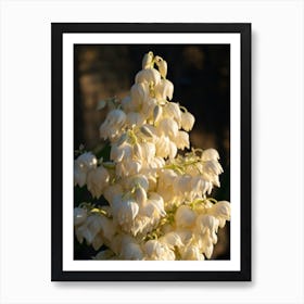 Blooming yucca palm at sunset Art Print