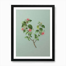 Vintage Crossberry Botanical Art on Mint Green n.0437 Art Print