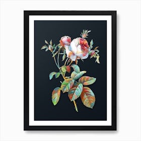 Vintage Pink Cabbage Rose de Mai Botanical Watercolor Illustration on Dark Teal Blue n.0852 Art Print