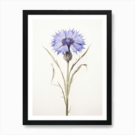 Pressed Flower Botanical Art Cornflower 1 Art Print