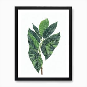 Kentia Palm (Howea Forsteriana) Watercolor Art Print