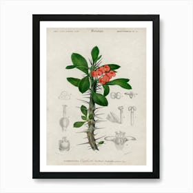 Euphorbia Splendens, Charles Dessalines D' Orbigny Art Print