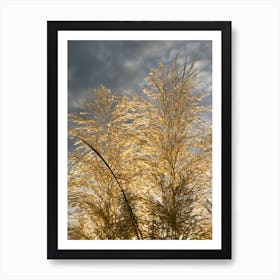 Golden pampas grass and overcast sky Art Print