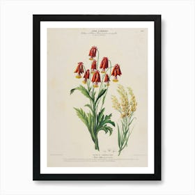 Lily Of The Valley 19 Art Print